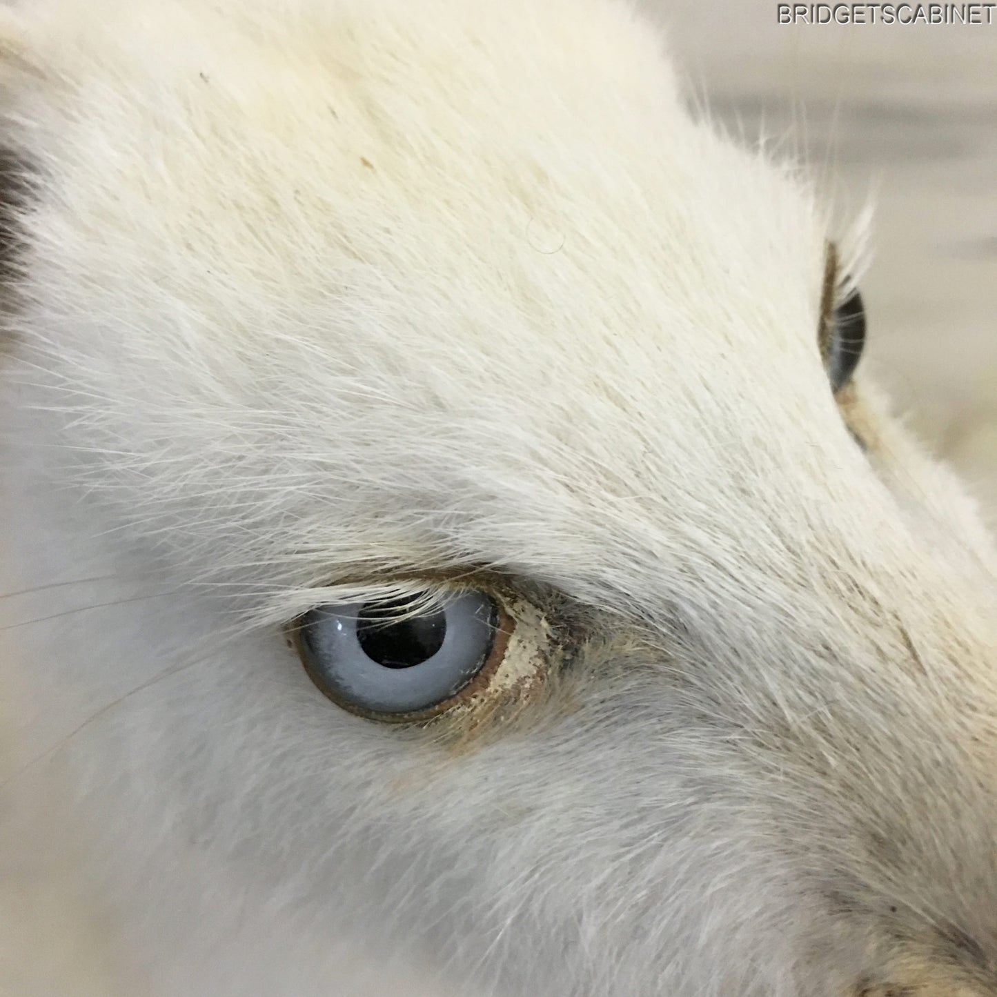 Taxidermy White Wallaby
