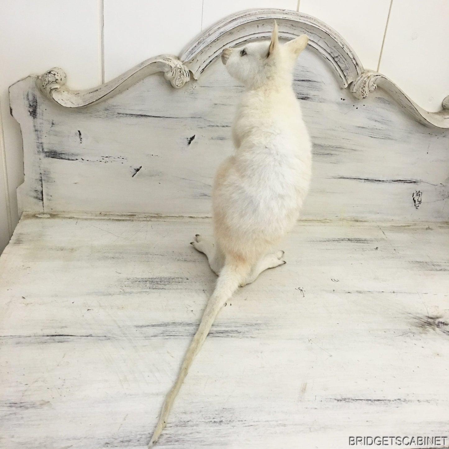 Taxidermy White Wallaby