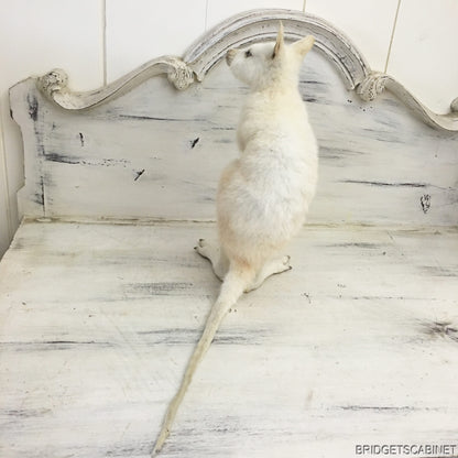 Taxidermy White Wallaby