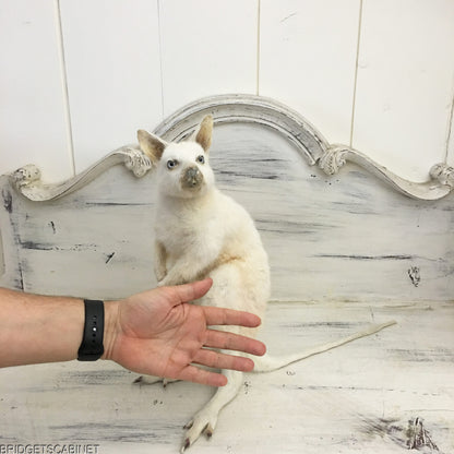 Taxidermy White Wallaby