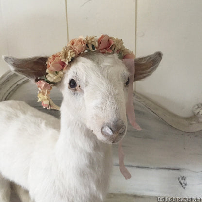 Taxidermy Baby Goat