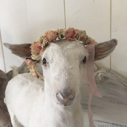 Taxidermy Baby Goat