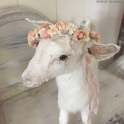 Taxidermy Baby Goat