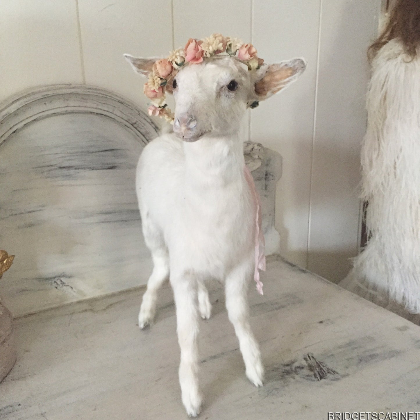 Taxidermy Baby Goat