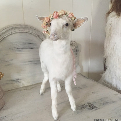 Taxidermy Baby Goat