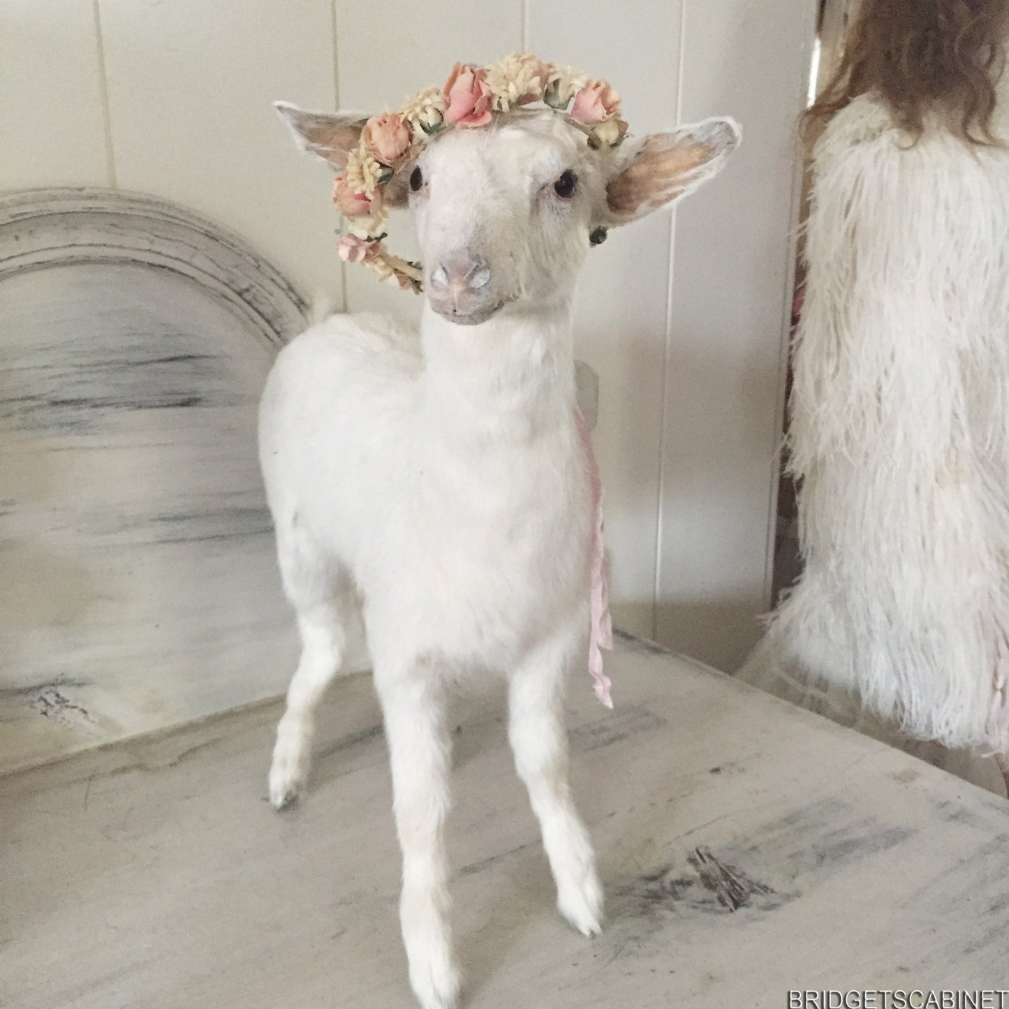 Taxidermy Baby Goat