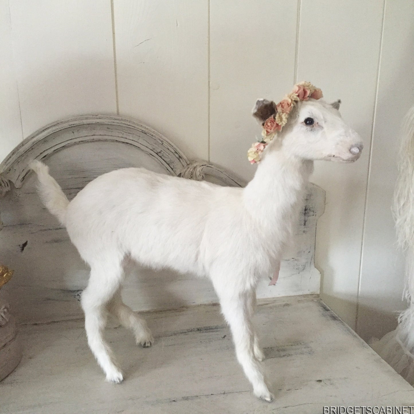Taxidermy Baby Goat