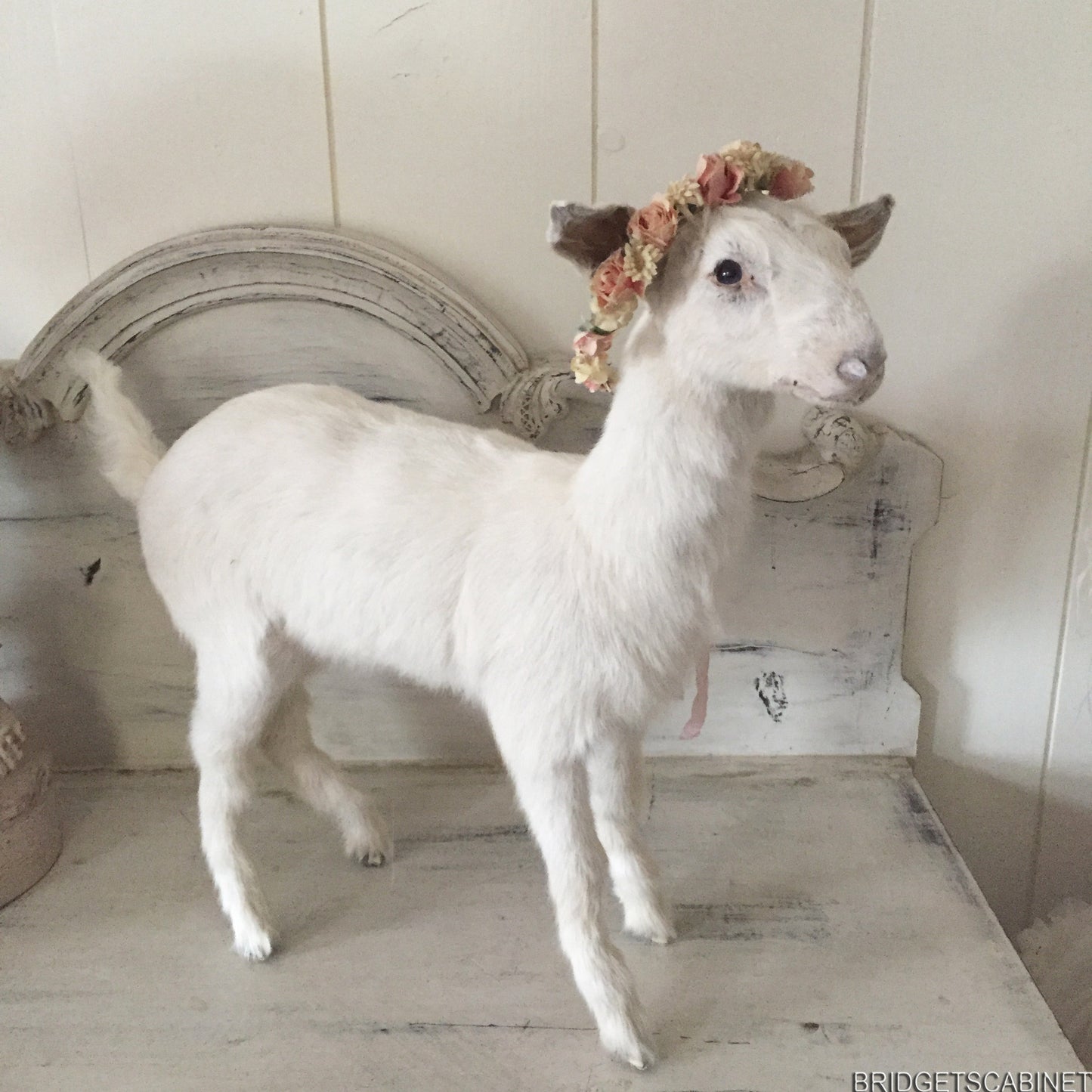 Taxidermy Baby Goat