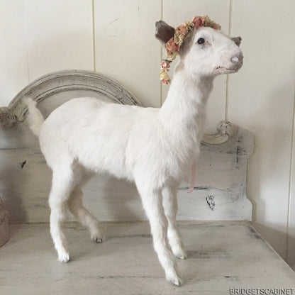Taxidermy Baby Goat