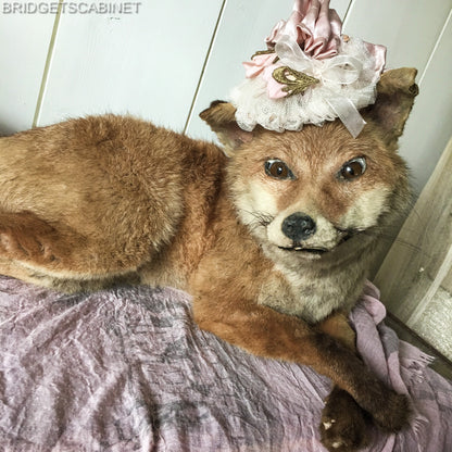 Antique Taxidermy Fox