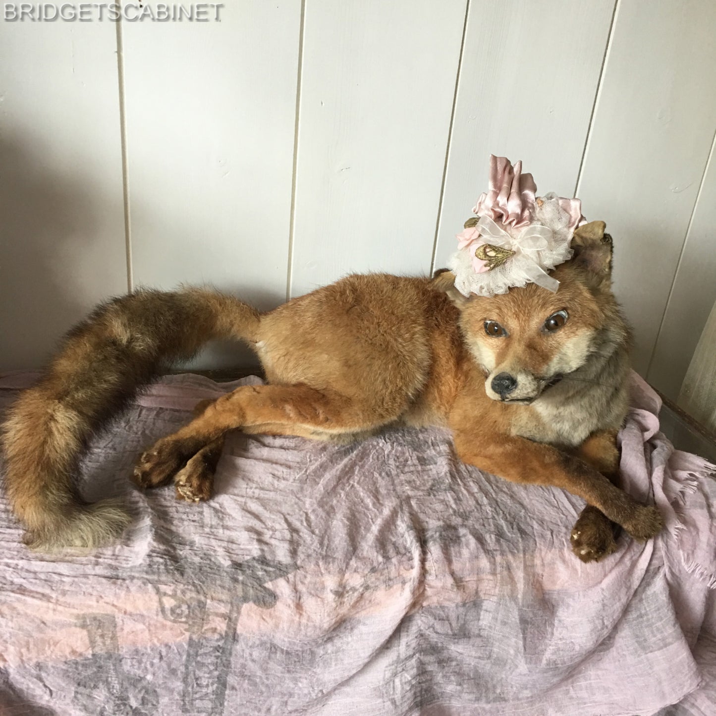 Antique Taxidermy Fox