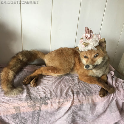 Antique Taxidermy Fox
