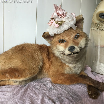 Antique Taxidermy Fox