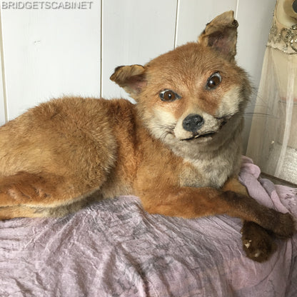Antique Taxidermy Fox