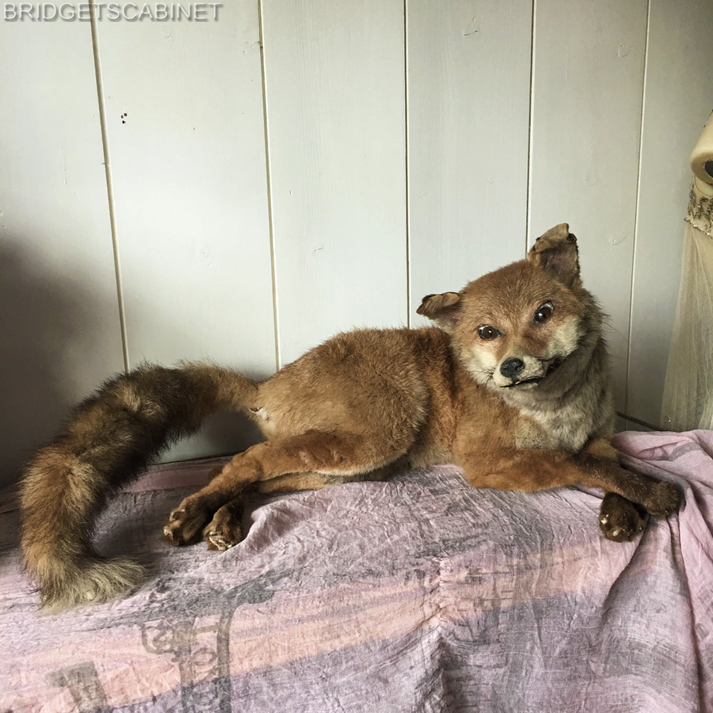 Antique Taxidermy Fox