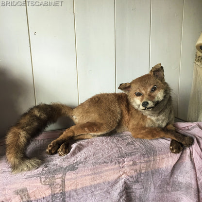 Antique Taxidermy Fox