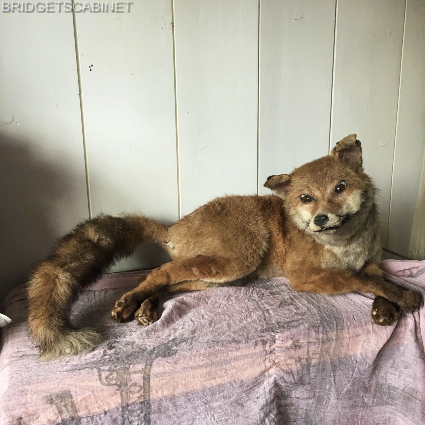 Antique Taxidermy Fox