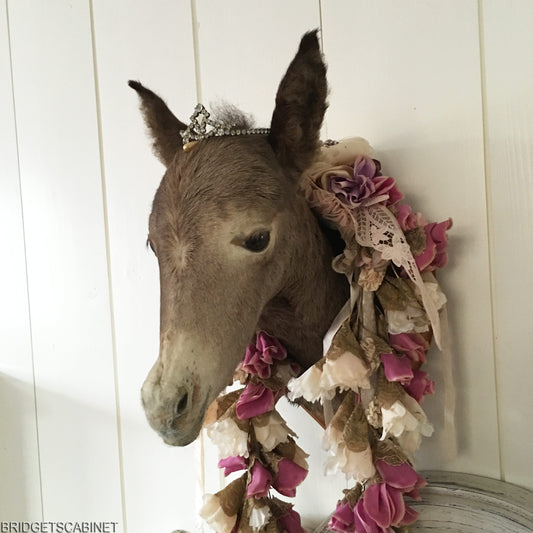 Vintage Taxidermy Foal Mule Head Mounted