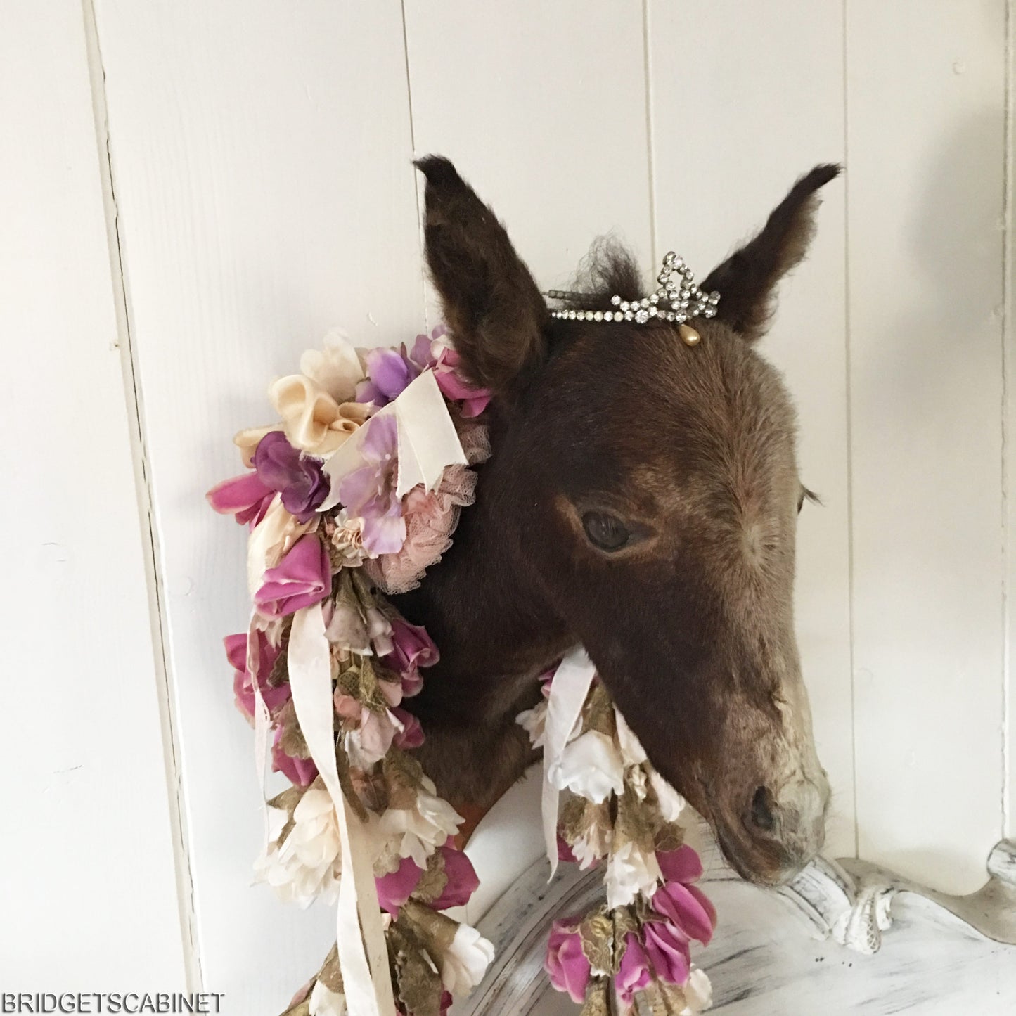 Vintage Taxidermy Foal Mule Head Mounted