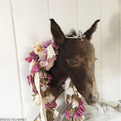 Vintage Taxidermy Foal Mule Head Mounted