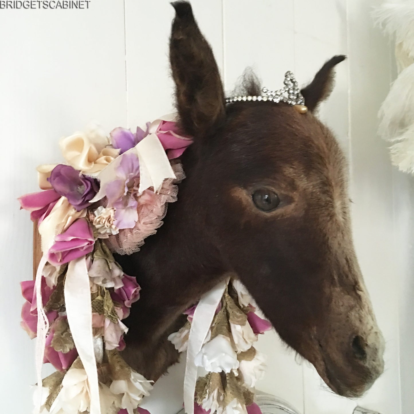 Vintage Taxidermy Foal Mule Head Mounted