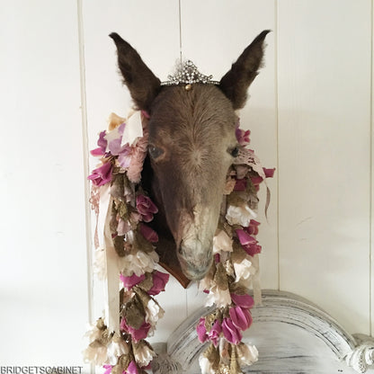 Vintage Taxidermy Foal Mule Head Mounted