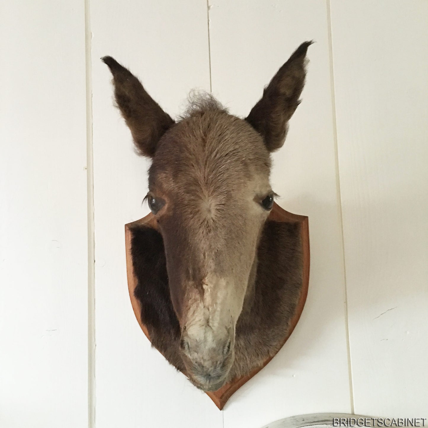 Vintage Taxidermy Foal Mule Head Mounted