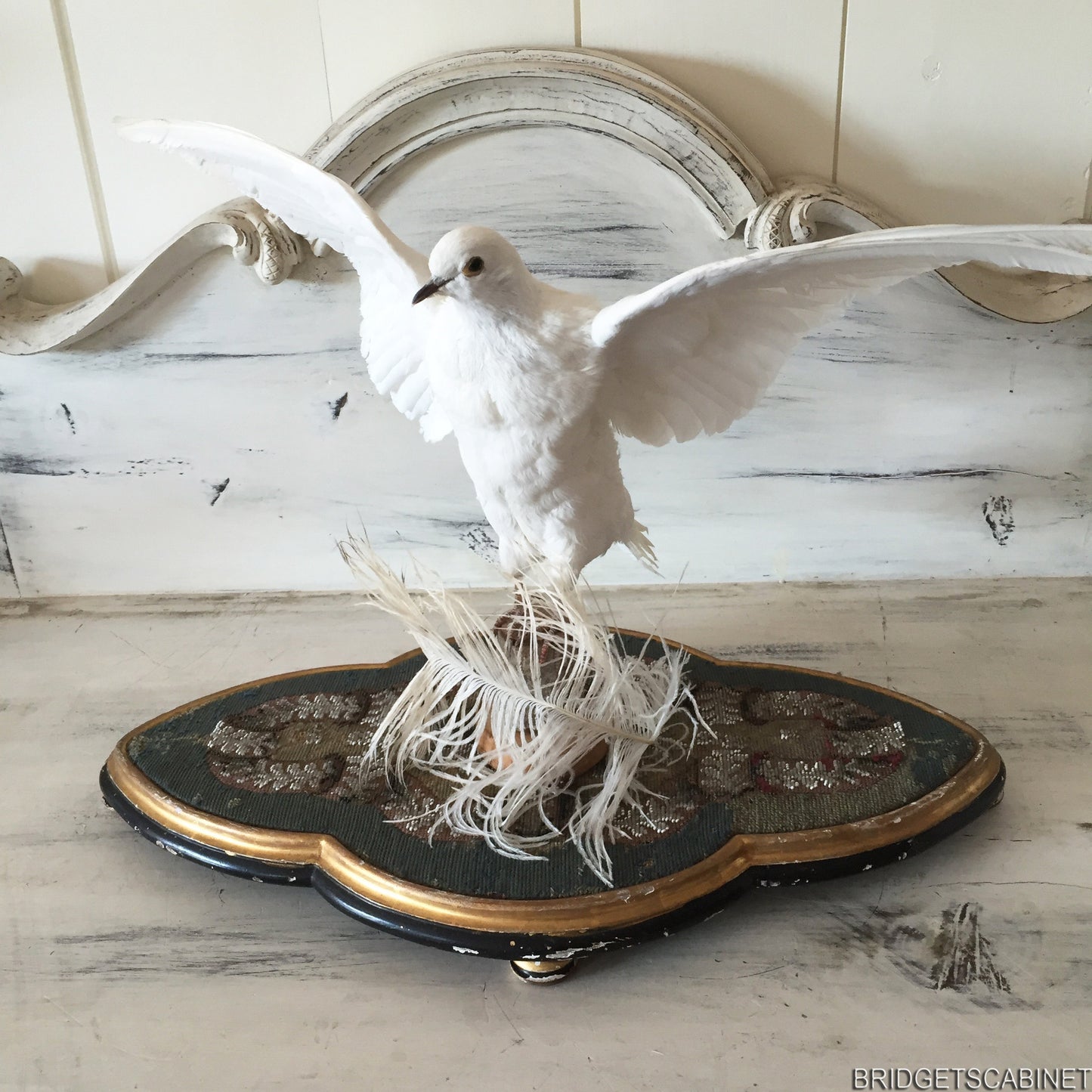 Vintage Taxidermy Dove Mounted Flying Pose