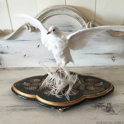 Vintage Taxidermy Dove Mounted Flying Pose