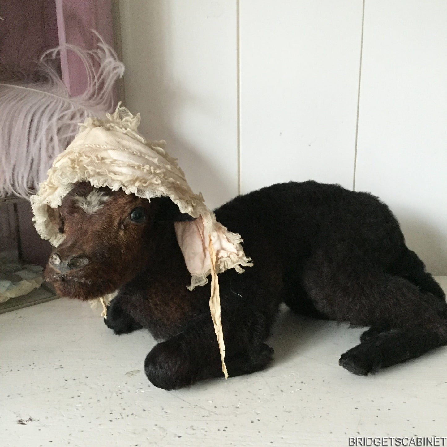 Vintage Taxidermy Calf