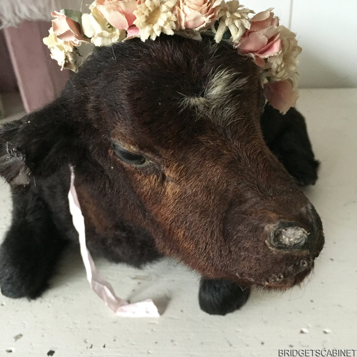 Vintage Taxidermy Calf