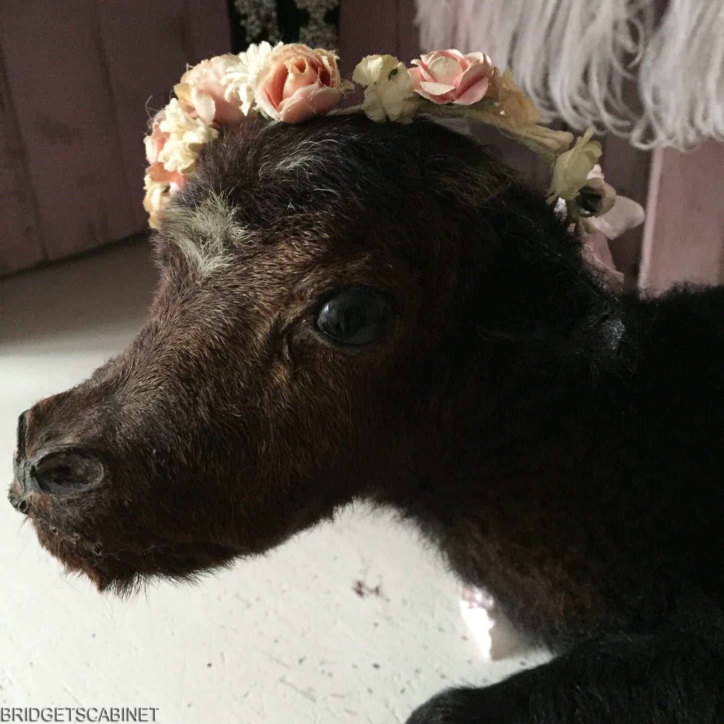 Vintage Taxidermy Calf