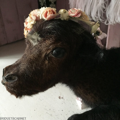 Vintage Taxidermy Calf