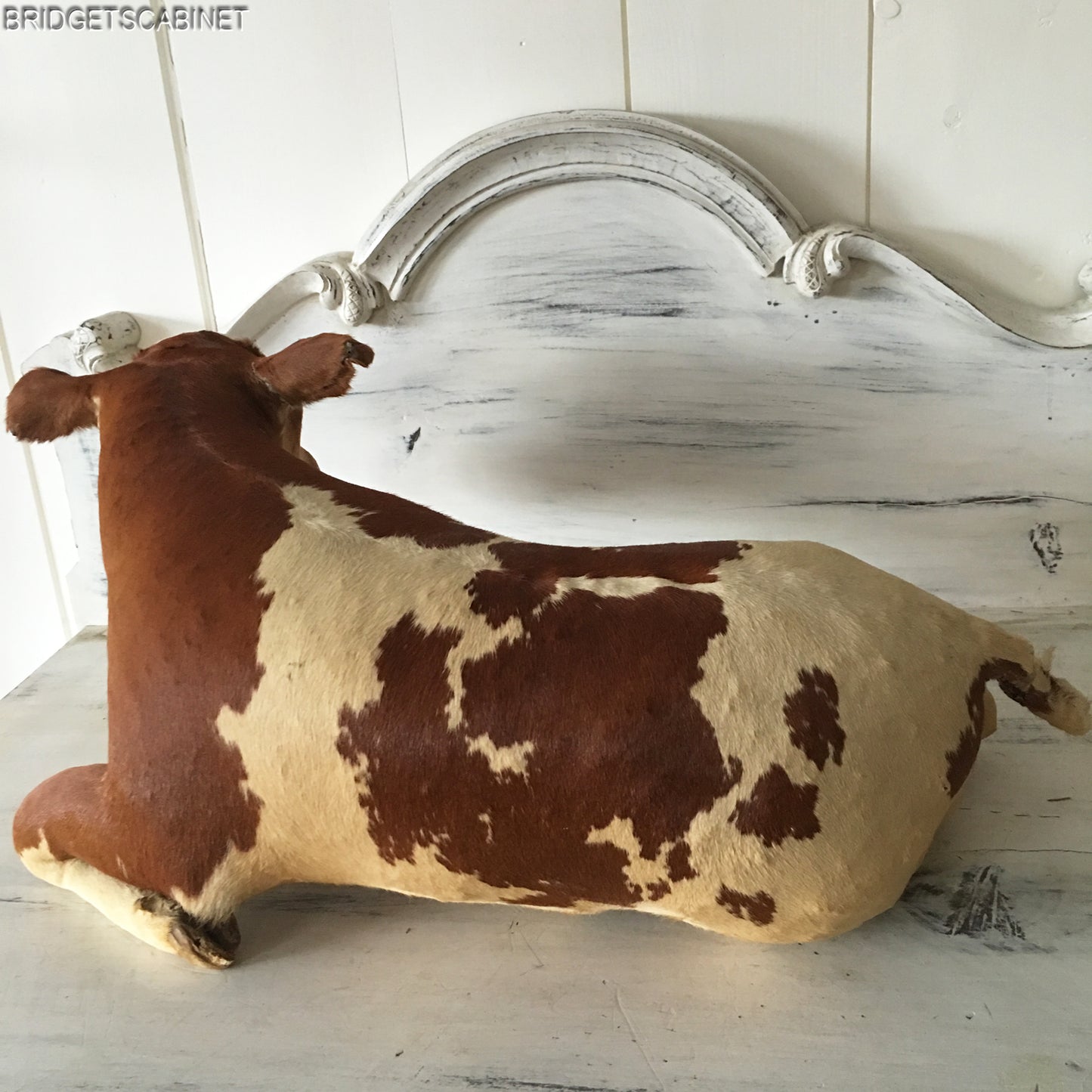 Antique Mini Taxidermy Calf