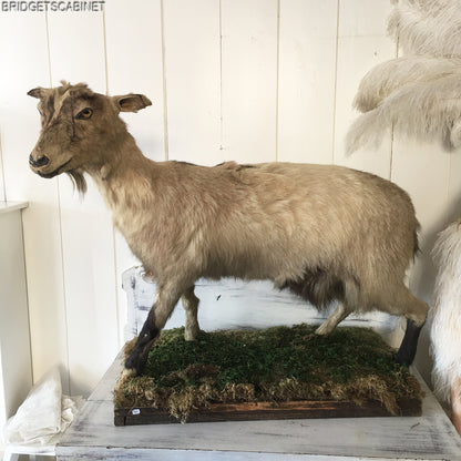 Antique Taxidermy Goat Mounted