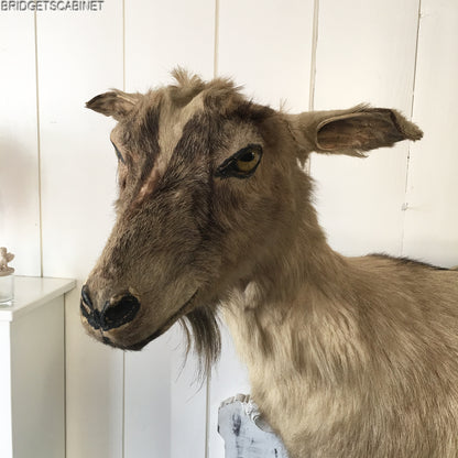 Antique Taxidermy Goat Mounted