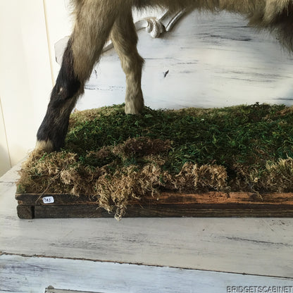 Antique Taxidermy Goat Mounted