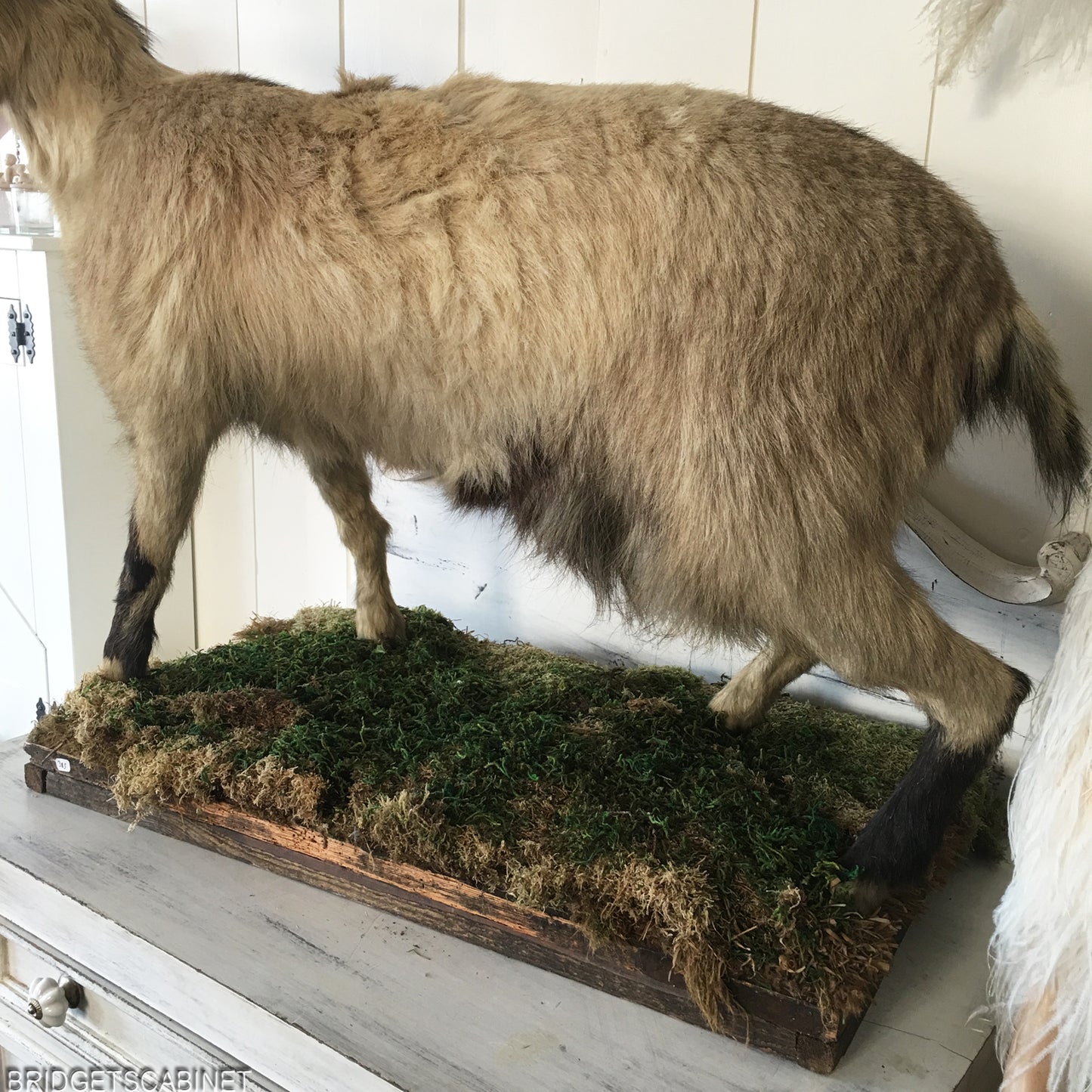 Antique Taxidermy Goat Mounted