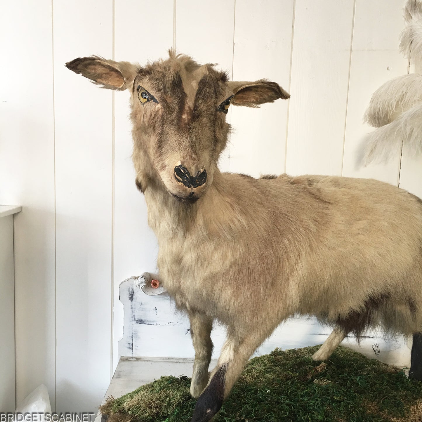 Antique Taxidermy Goat Mounted