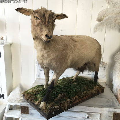 Antique Taxidermy Goat Mounted