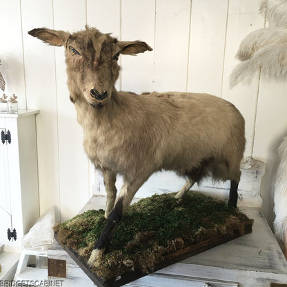 Antique Taxidermy Goat Mounted
