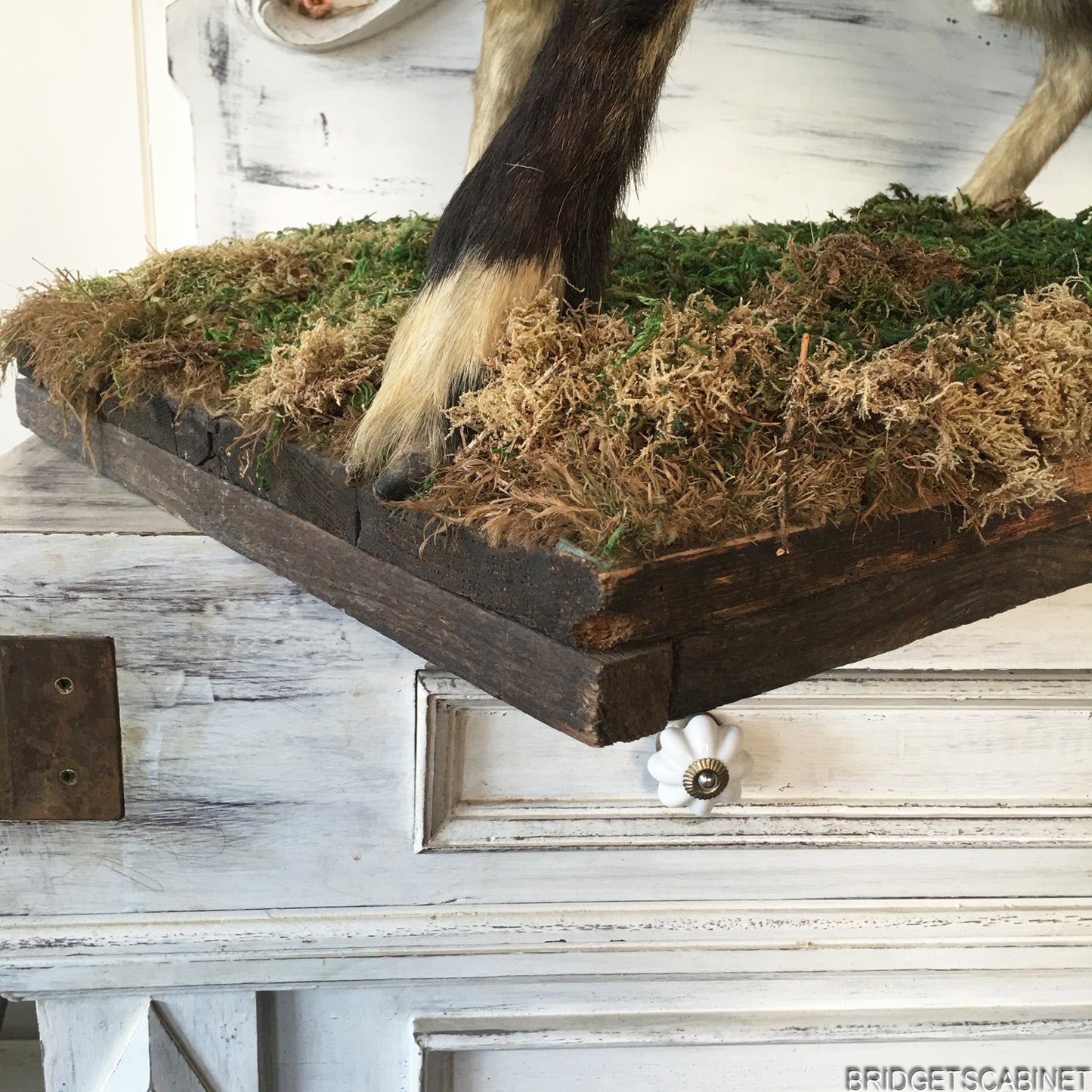 Antique Taxidermy Goat Mounted