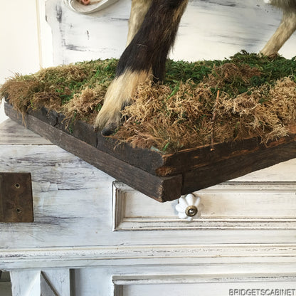 Antique Taxidermy Goat Mounted
