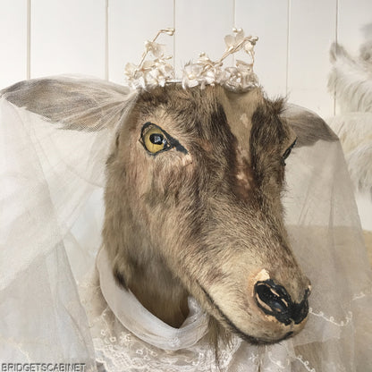 Antique Taxidermy Goat Mounted