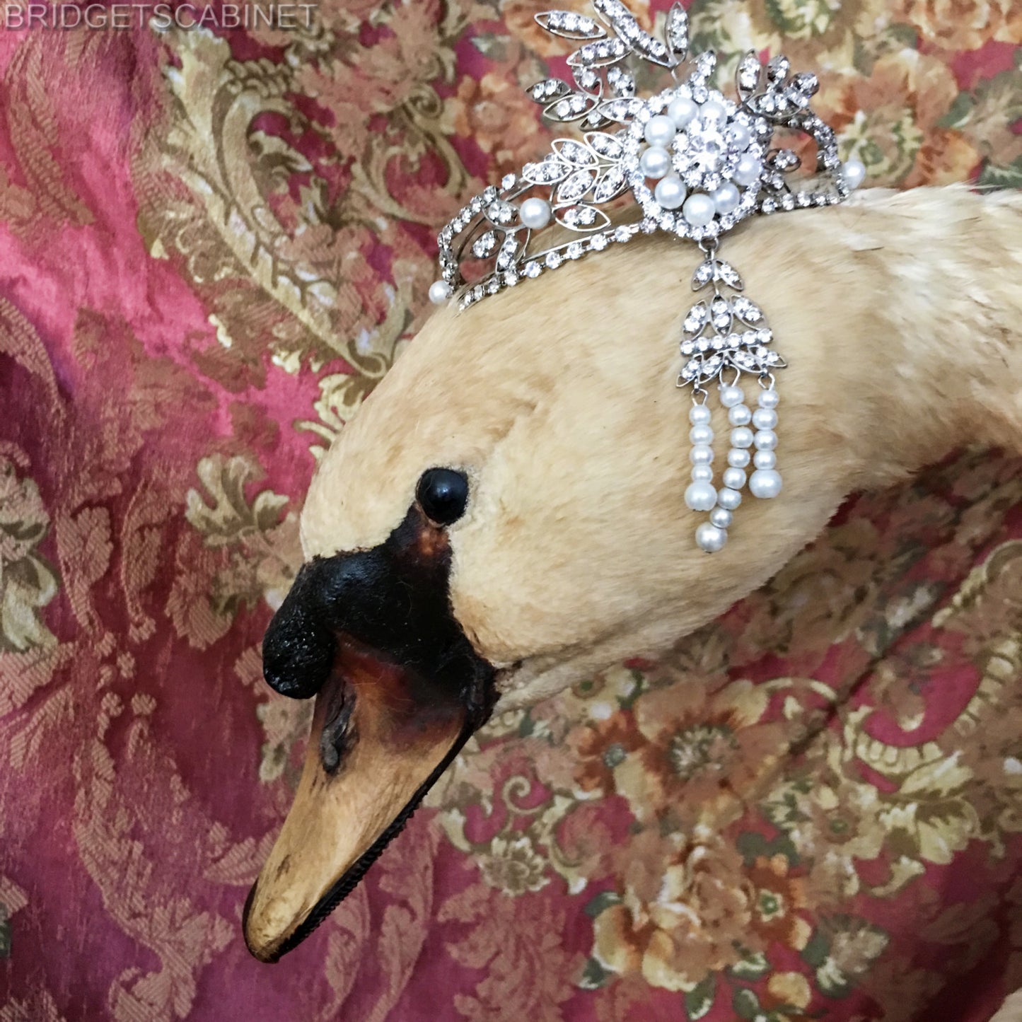 1900s Large Taxidermy Swan