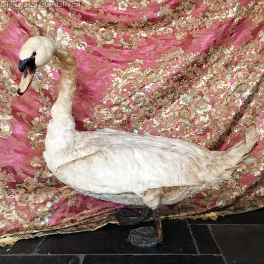 1900s Large Taxidermy Swan