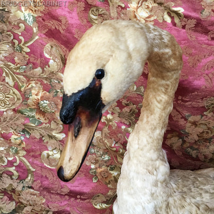 1900s Large Taxidermy Swan