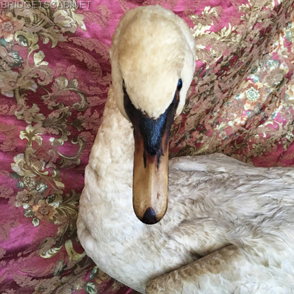 1900s Large Taxidermy Swan