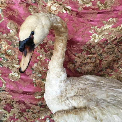1900s Large Taxidermy Swan