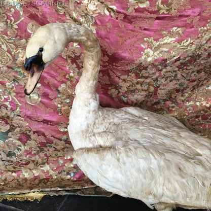 1900s Large Taxidermy Swan
